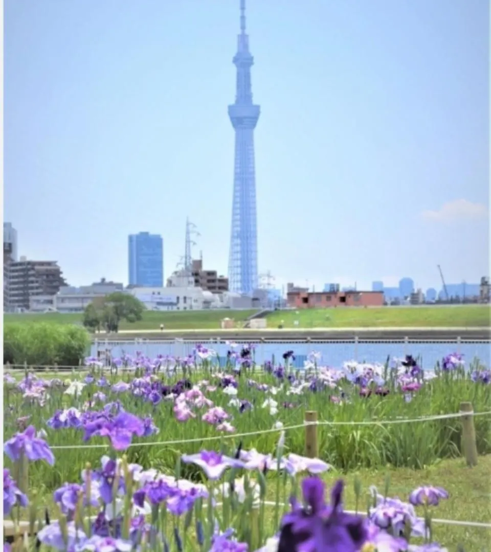 Daire Sunflower 1 Tokyo